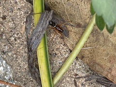 Microlinyphia mandibulata