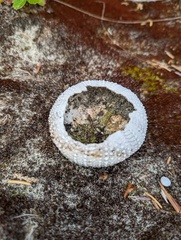 Strongylocentrotus purpuratus