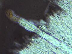 Dacryobolus karstenii