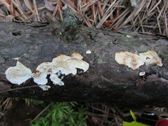 Dacryobolus karstenii