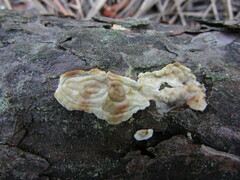 Dacryobolus karstenii