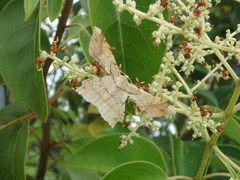 Krananda latimarginaria