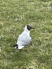 Chroicocephalus ridibundus