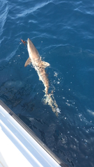 Carcharhinus brevipinna