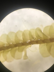 Leptoscyphus amphibolius