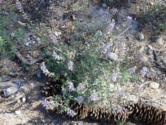 Lupinus fulcratus