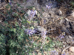 Lupinus fulcratus