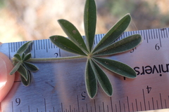 Lupinus fulcratus