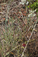Polygonella americana