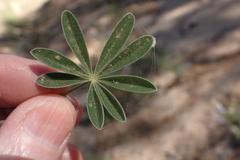 Lupinus fulcratus