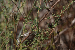 Polygonella americana