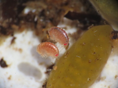Uristidae