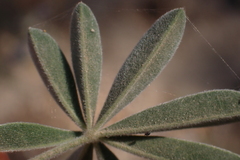 Lupinus fulcratus