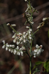 Polygonella americana