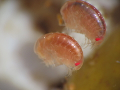 Uristidae
