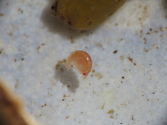 Uristidae
