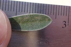 Lupinus fulcratus