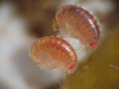Uristidae