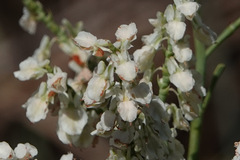 Polygonella americana