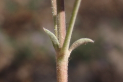 Lupinus fulcratus