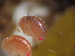 Uristidae