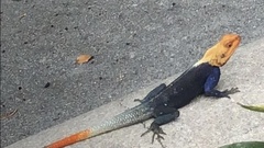 Agama picticauda