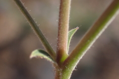 Lupinus fulcratus