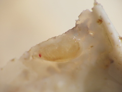 Uristidae