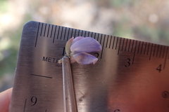 Lupinus fulcratus