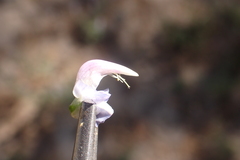 Lupinus fulcratus