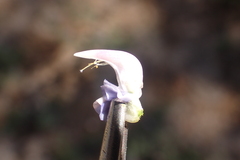 Lupinus fulcratus