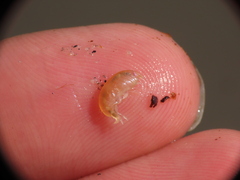 Uristidae