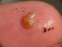 Uristidae