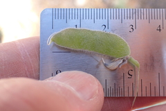 Lupinus fulcratus
