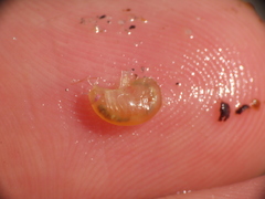 Uristidae