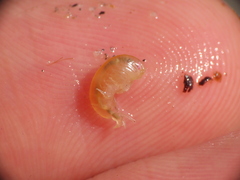 Uristidae