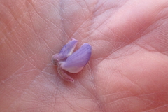 Lupinus fulcratus