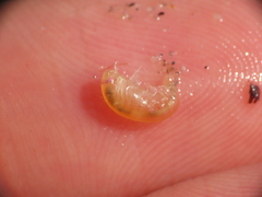 Uristidae