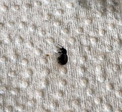 Otiorhynchus rugosostriatus