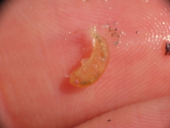 Uristidae