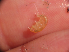 Uristidae