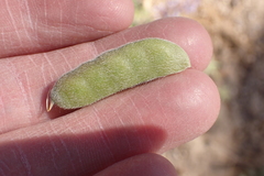 Lupinus fulcratus