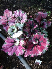 Begonia rex-cultorum