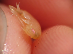 Uristidae