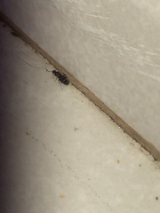 Nylanderia jaegerskioeldi