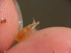 Uristidae