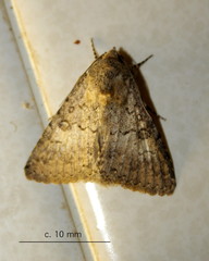Polydesma
