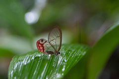 Cithaerias andromeda
