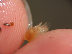 Uristidae