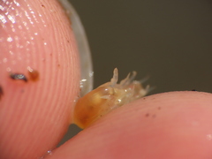 Uristidae